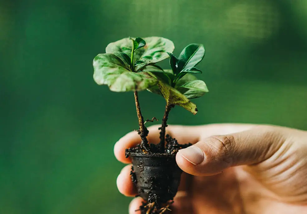 Persona sosteniendo una planta de café