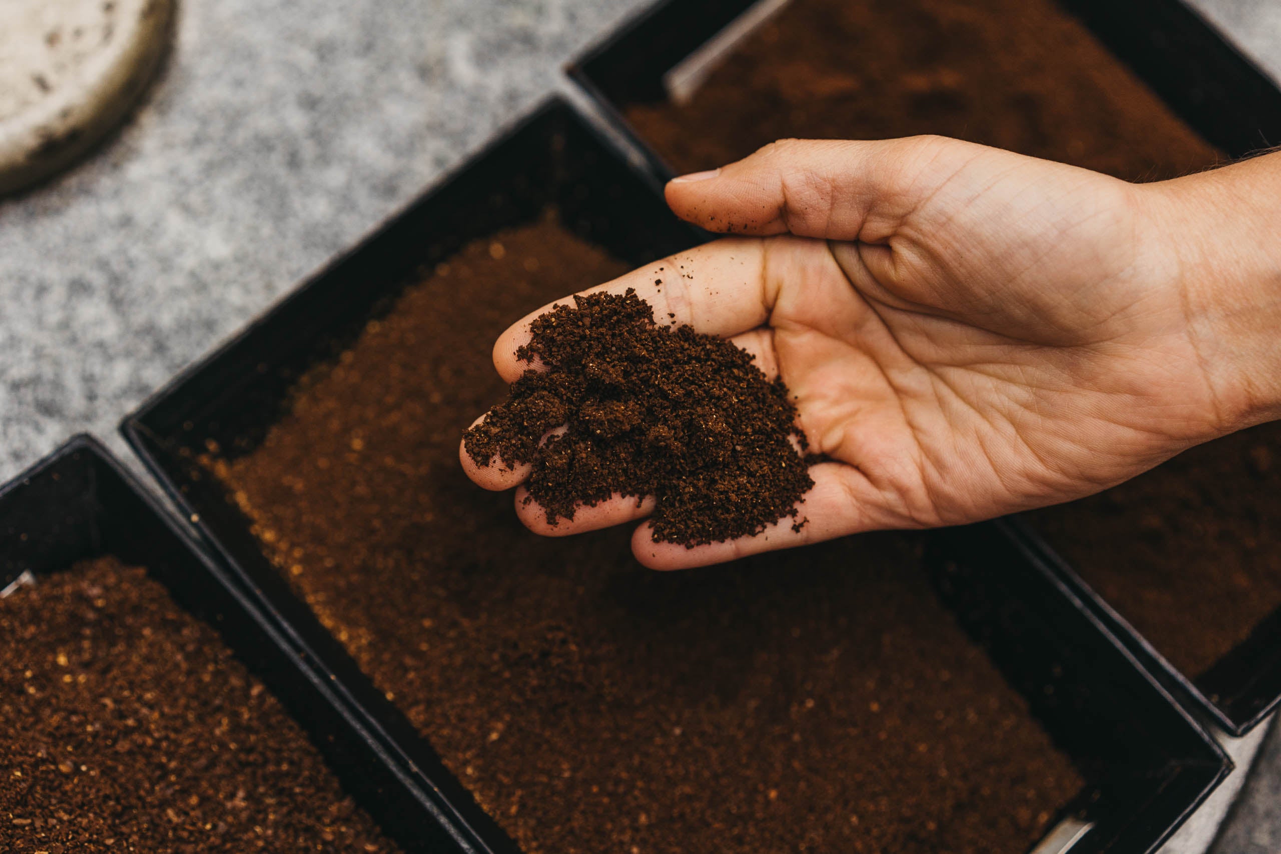 EXPLORANDO EL PROCESO DEL CAFÉ COSTARRICENSE