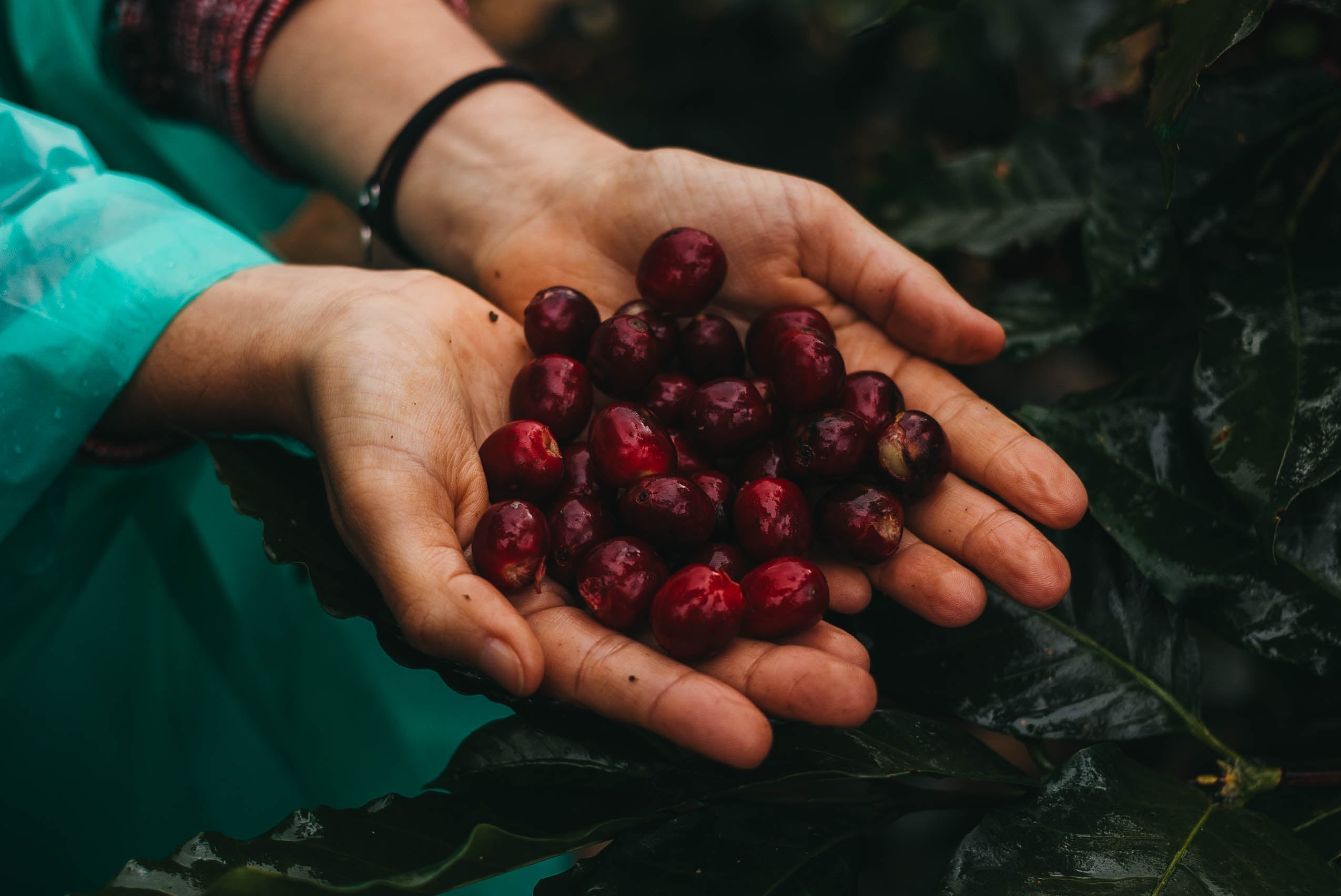 Persona sosteniendo en sus manos frutos de café