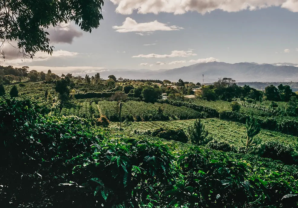 Un cafetal en Costa Rica