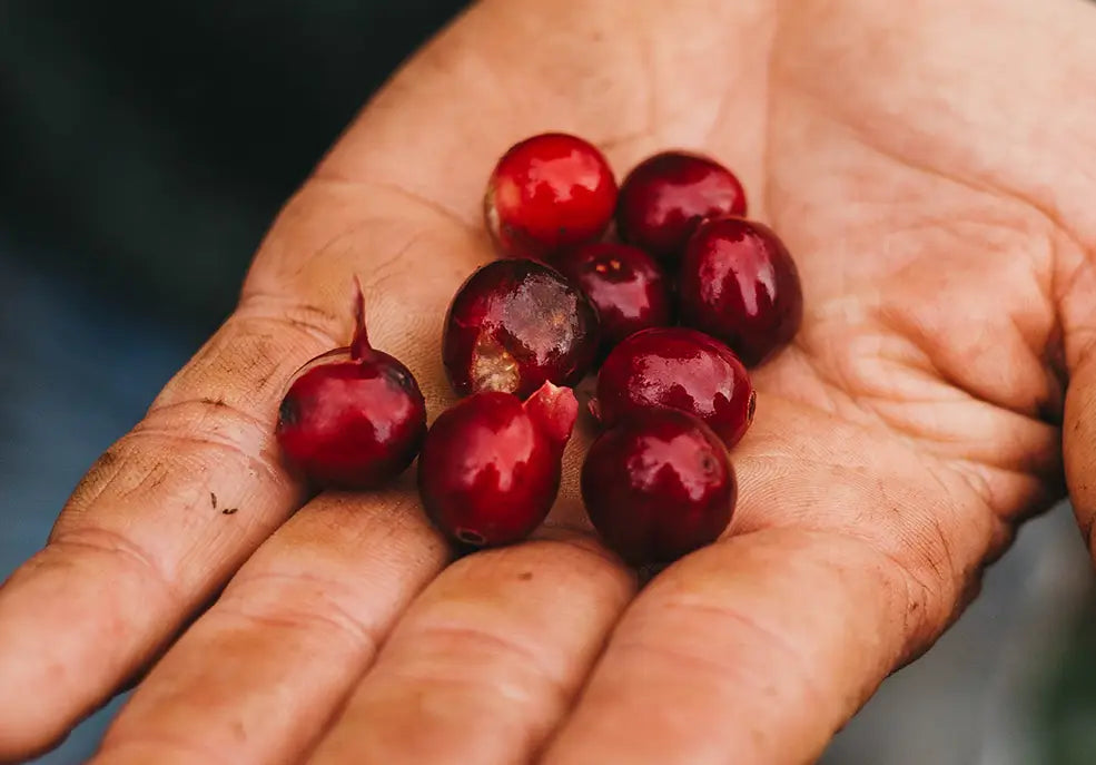 Manos sosteniendo frutos maduros de café recién cosechados.
