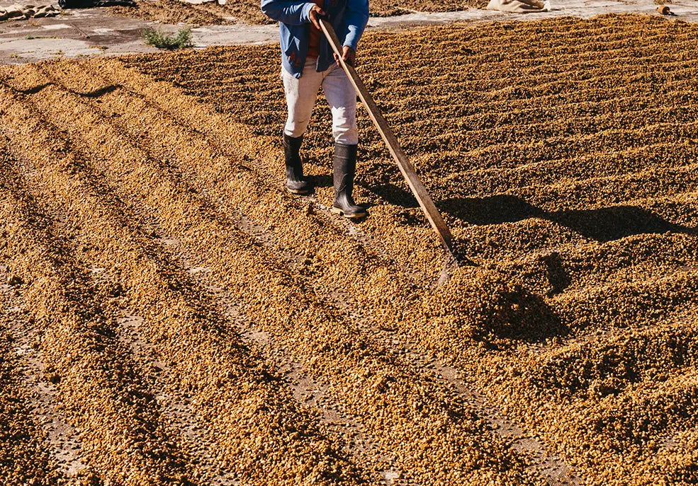 Trabajador caminando entre surcos de una plantación de café durante la temporada de cultivo.