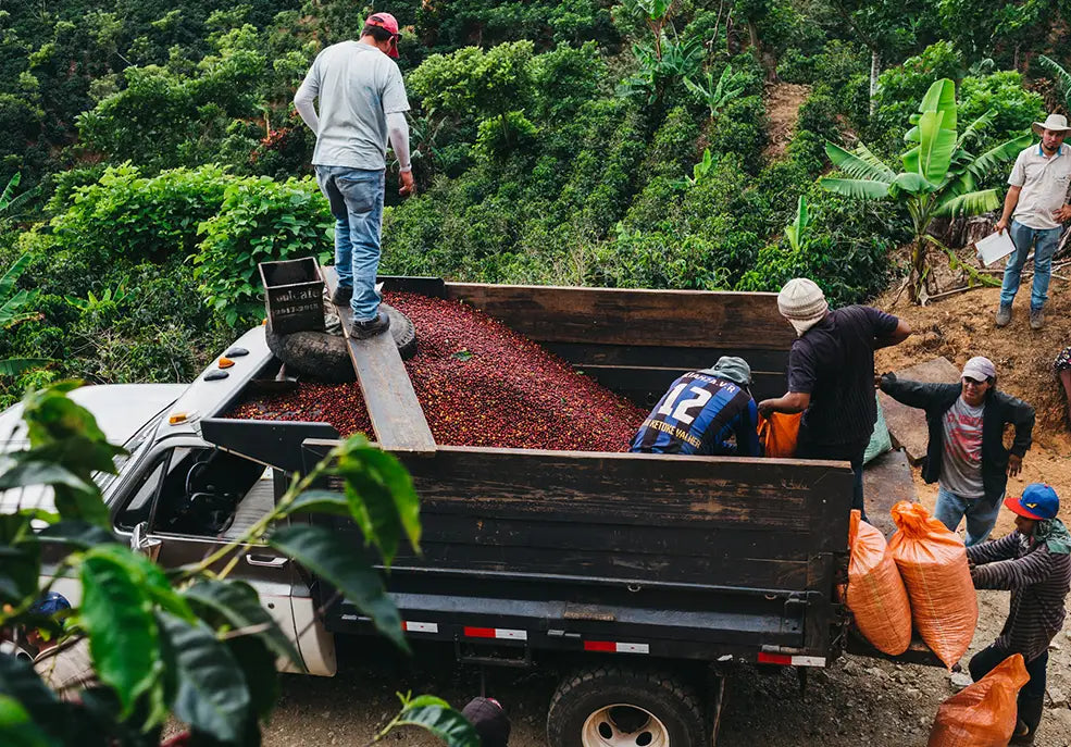 Trabajadores descargando café en fruta recién cosechado en un camión durante la temporada de cosecha en Costa Rica.