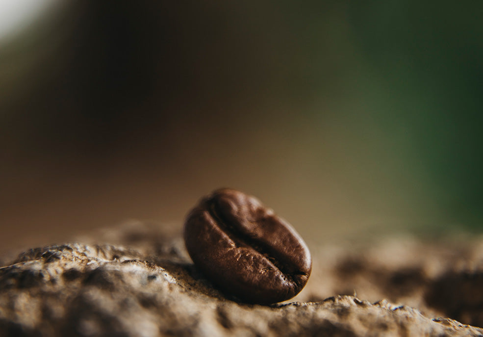Grano de café caracolillo