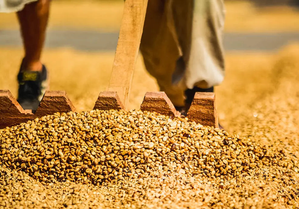 Granos de café secándose al sol durante el proceso de producción.