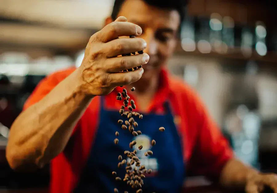Maestro tostador de Café Britt MIguel Chavarría tomando granos tostados