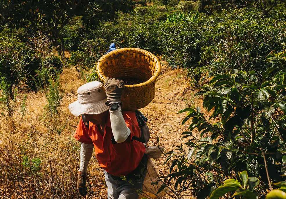 Persona recorriendo una plantación de café con una cesta de recolección entre cafetos.