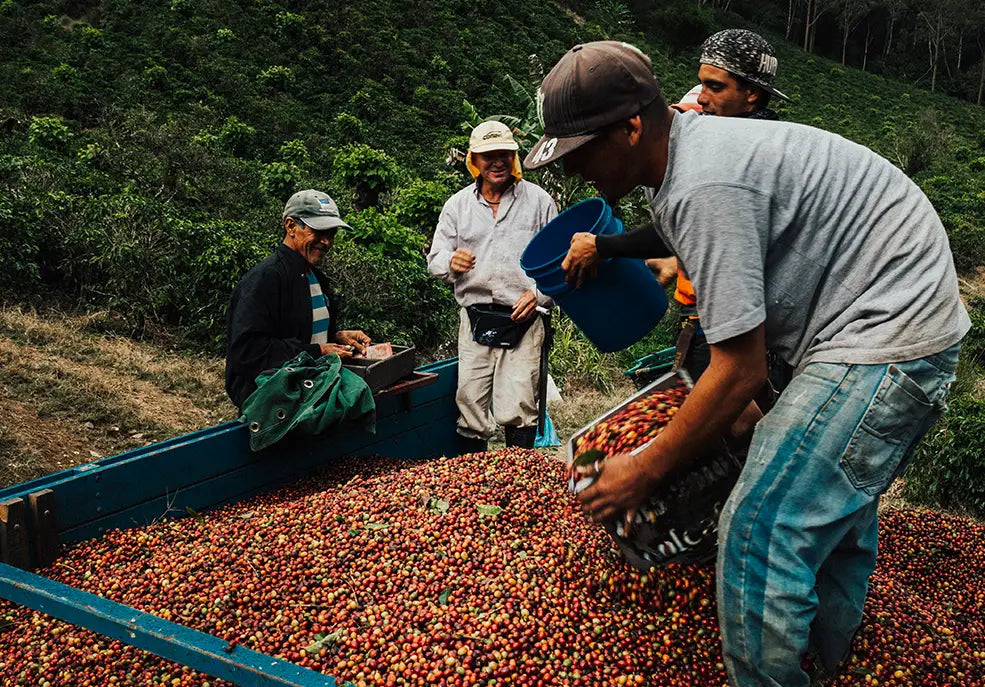 Productores de café trabajando juntos durante la cosecha en una finca cafetalera.