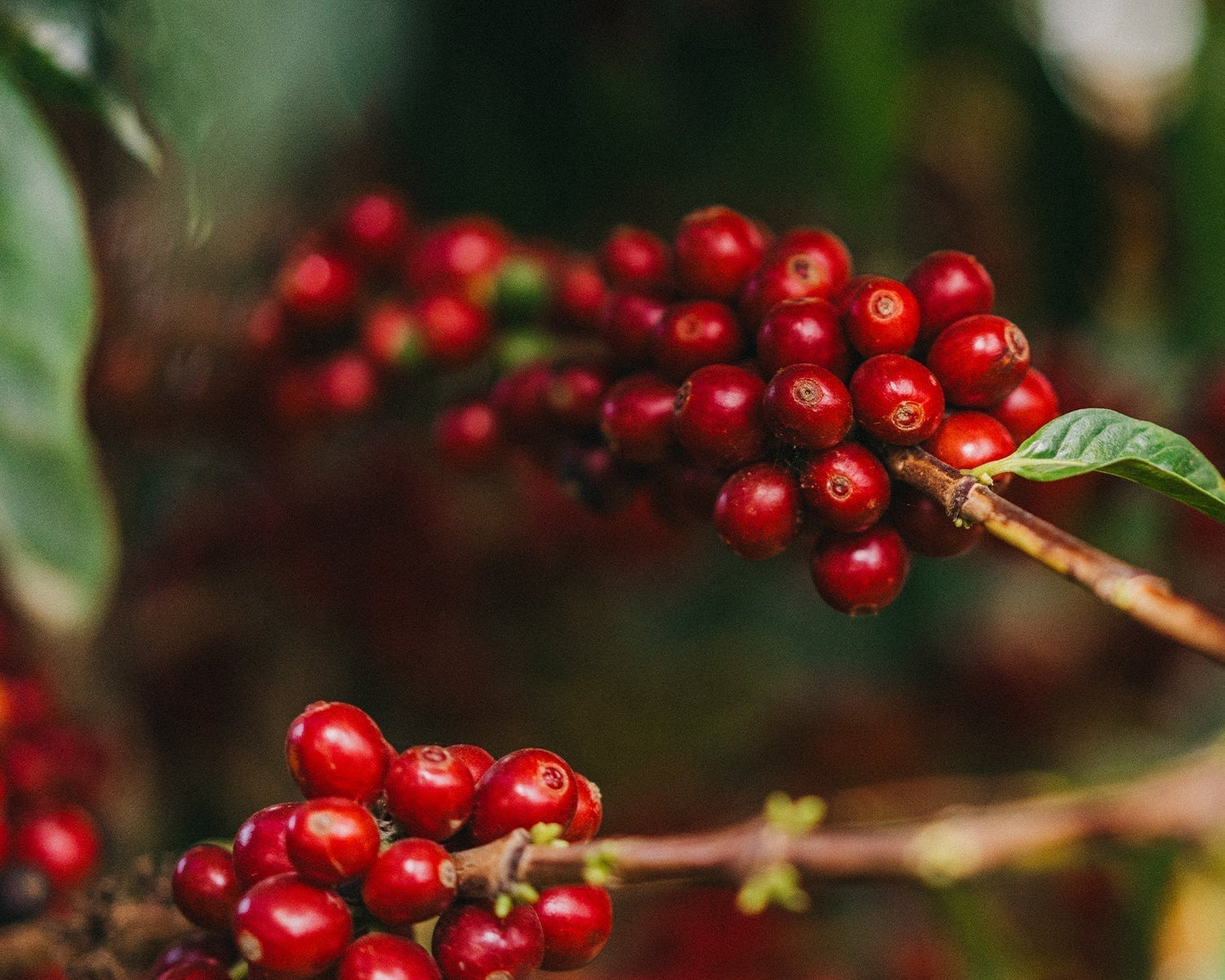 Ramas de cafeto con frutos maduros que representan el cultivo sostenible del café.