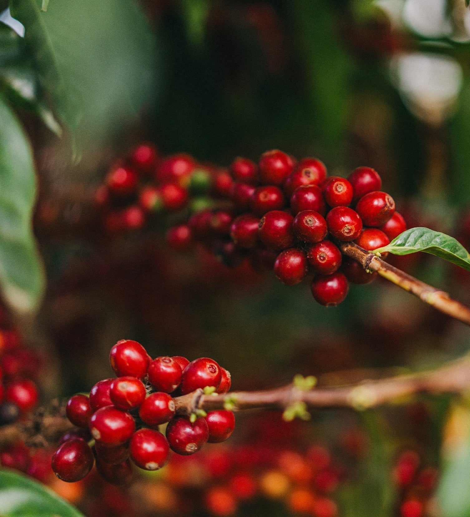 EL CAFÉ FRENTE AL CAMBIO CLIMÁTICO: CÓMO SE CONSTRUYE RESILIENCIA DESDE EL ORIGEN