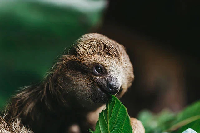 Un oso perezoso 
