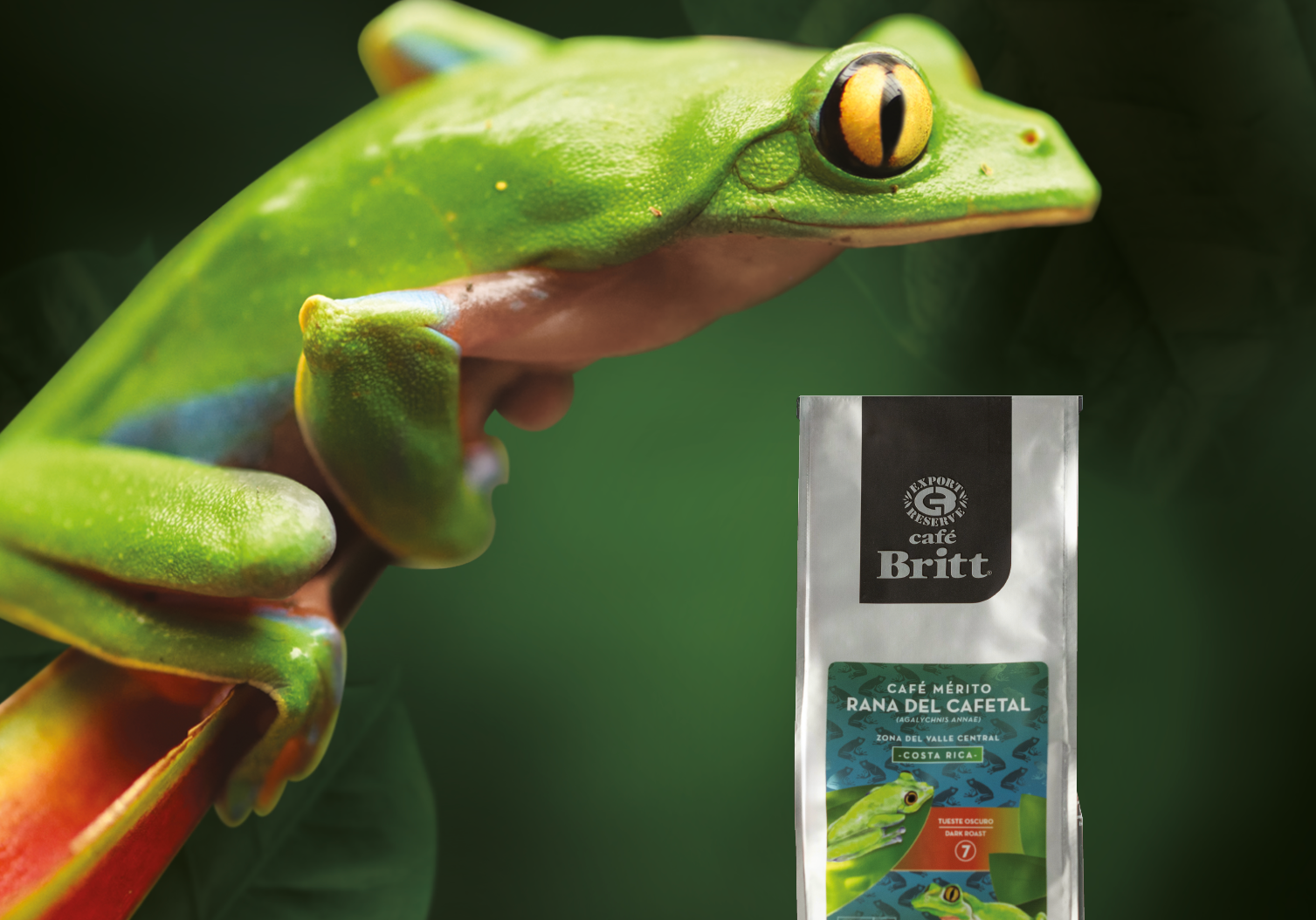 Una bolsa de café Britt Mérito Rana junto a una rana