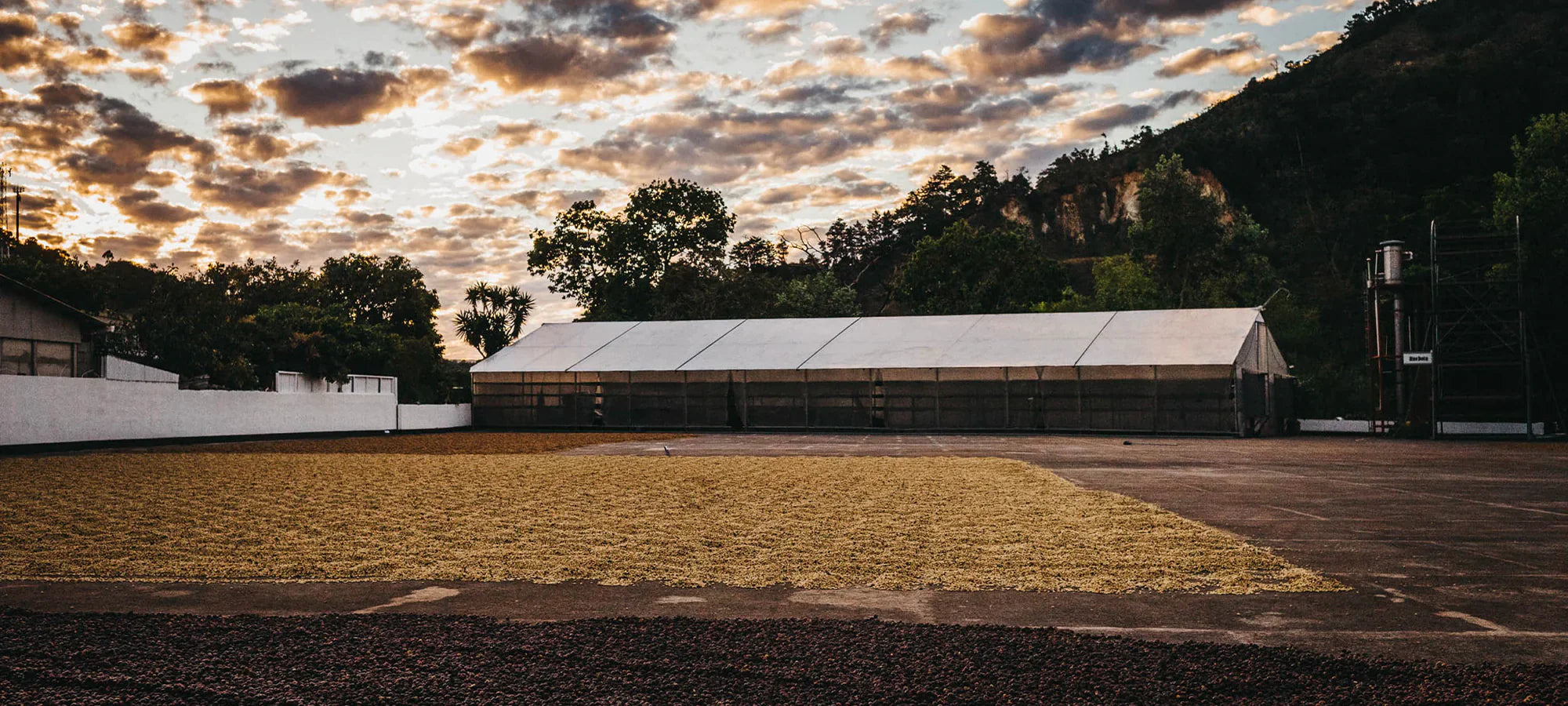 central-valley-coffee-yard.webp