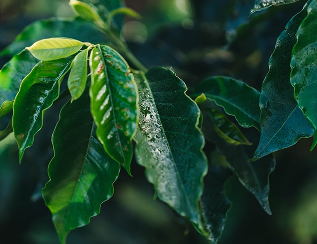 Mist on coffee plant leaves