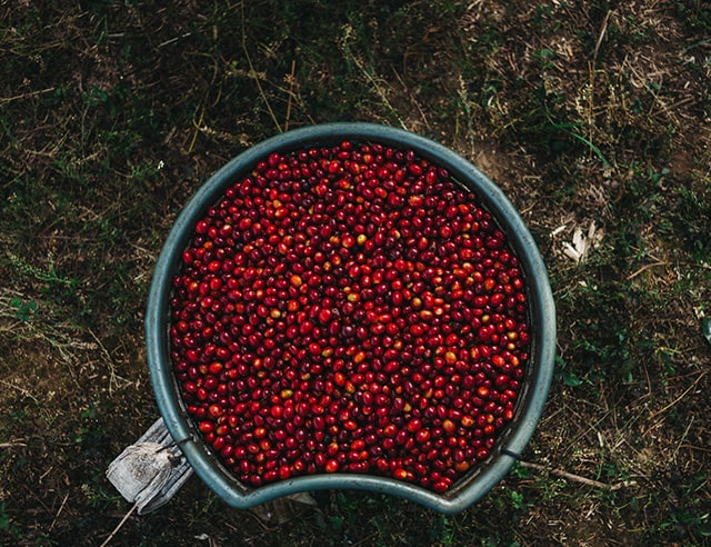 Ripe red coffee cherries in a rustic basket
