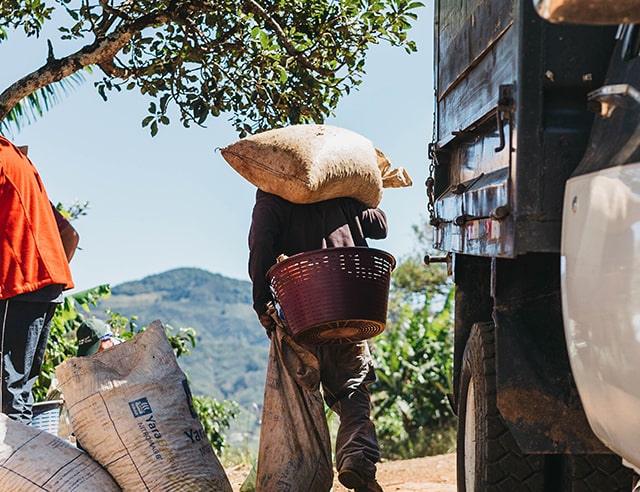 Man carrying a bag of harvested coffee