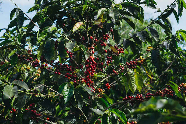 Granos de café “caracolillo” cubiertos de chocolate