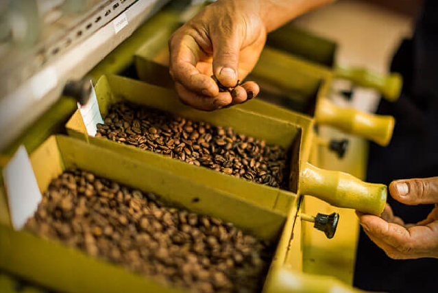 Granos de café “caracolillo” cubiertos de chocolate