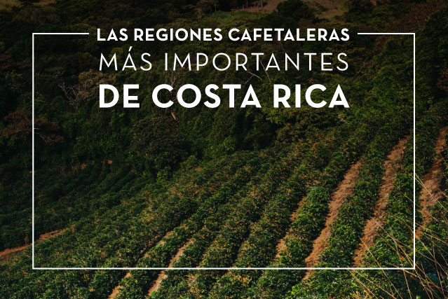 Las regiones cafetaleras más importantes de Costa Rica