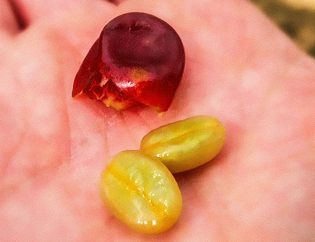 Coffee cherry with seed removed